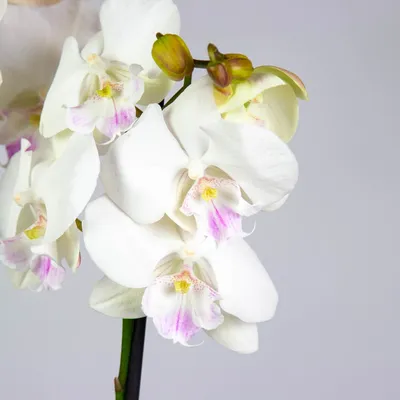 Орхидея Биг Лип купить