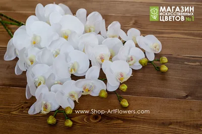 Виды и особенности белой орхидеи Фаленопсис из нашего Каталога
