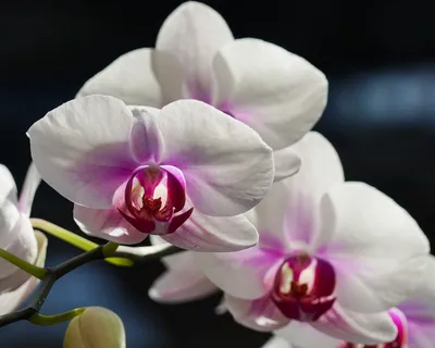 Обои на рабочий стол Белые орхидеи с малиновой серединкой, обои для  рабочего стола, скачать обои, обои бесплатно