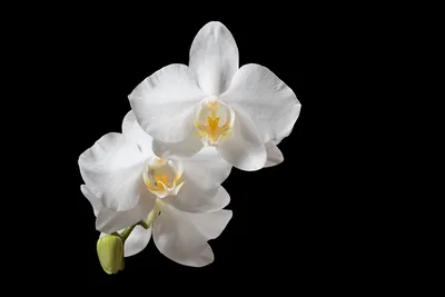 Фотографии белая Орхидеи Цветы вблизи на черном фоне