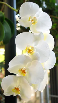 Фотография белые орхидея цветок Крупным планом 1080x1920