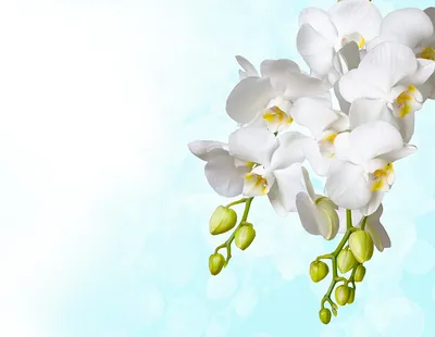 Фотографии белых орхидея цветок Бутон