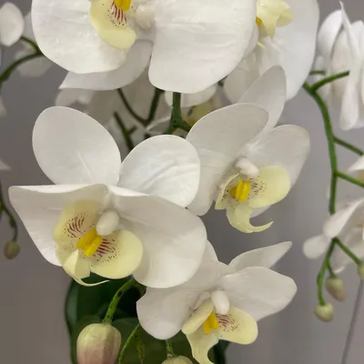Белые орхидеи в серебре, Цветы и подарки в Краснодаре, купить по цене 10600  руб, Цветы для интерьера в Шипы и Розы - Юбилейный с доставкой | Flowwow