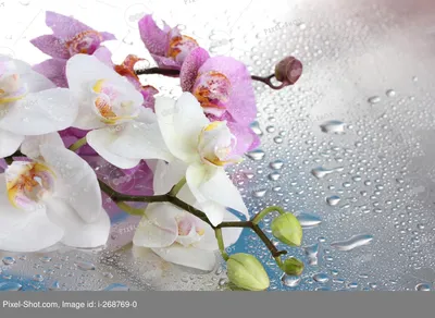 розовые и белые красивые орхидеи с каплями на синем фоне :: Стоковая  фотография :: Pixel-Shot Studio