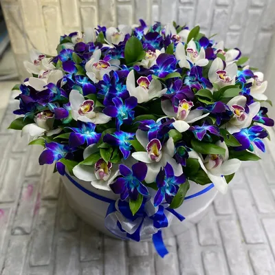 Купить белые и синие орхидеи в большой коробке по доступной цене с  доставкой в Москве и области в интернет-магазине Город Букетов