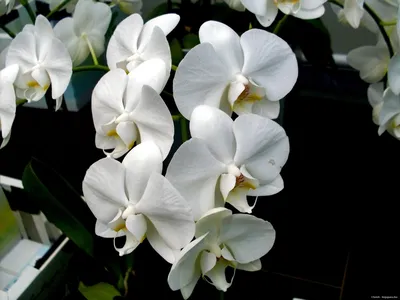 Картинки белые орхидея Цветы