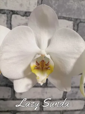 Белые орхидеи #56