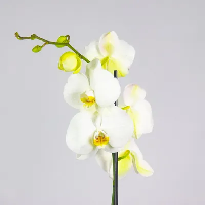 Белая орхидея купить в интернет-магазине