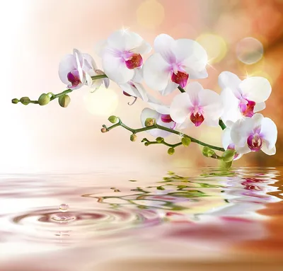 Фотообои Белые орхидеи и вода купить на стену • Эко Обои