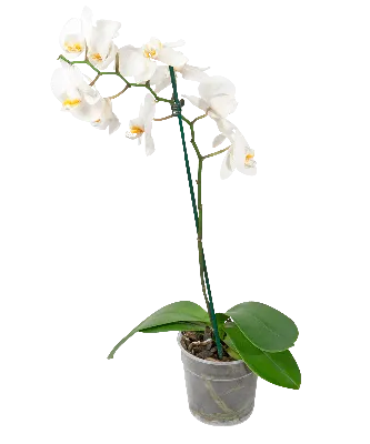 Комнатное растение Орхидея Фаленопсис белый малый купить в Екатеринбурге