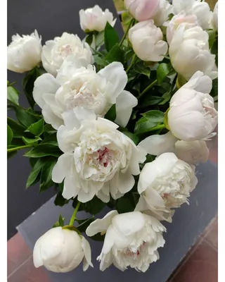 25 белых пионов в букете за 13 390 руб. | Бесплатная доставка цветов по  Москве