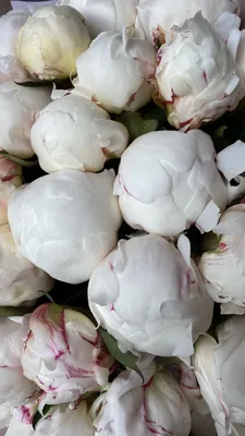 Букет «Белые пионы» - заказать и купить за 0 ₽ с доставкой в Москве -  партнер «Aloha Flowers»