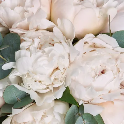 Цветы: Белые пионы из полимерной глины Флористическая скульптура в  интернет-магазине Ярмарка Мастеров по цене 28000 ₽ – QXB20RU | Цветы,  Тольятти - доставка по России
