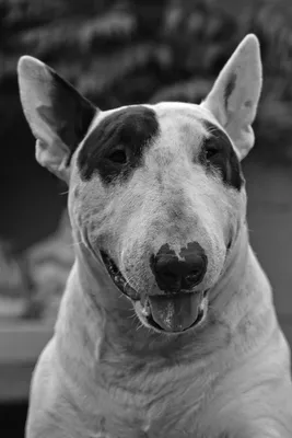 Собака Бультерьер - Бесплатное фото на Pixabay - Pixabay