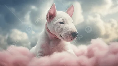 милый белый бультерьер в розовых облаках полных облаков, бультерьер,  розовый мех, облака сладкой ваты фон картинки и Фото для бесплатной загрузки