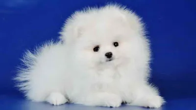 Порода собак белый померанский шпиц и ее характеристики с фото