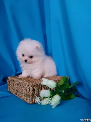 Белый шпиц щенки мини микро — купить щеночка в Краснодаре за 25000 ₽ на  ZooYa.ru