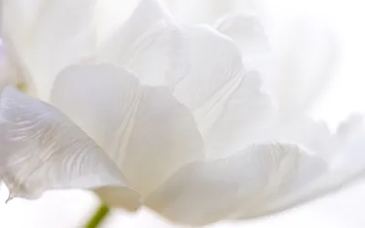 Самый белый цветок - 64 фото