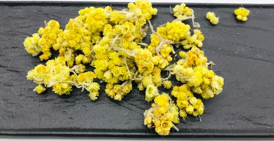 Бессмертник песчаный Helichrysum arenarium, цветки