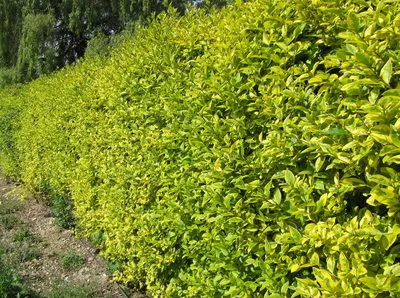 Растения Майкоп on Instagram: \"Это растение станет изысканным дополнением  Вашего сада! 👍 ⠀ ⠀👉 БИРЮЧИНА ПЕСТРОЛИСТНАЯ \"АУРЕУМ\" - густой,  конусовидный, полувечнозелёный кустарник с овальными листиками, имеющими  интересную окраску, зелёные, а по краю