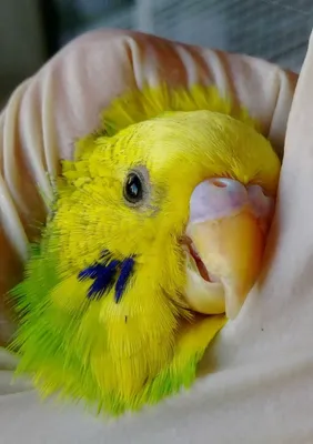 Клещи у попугаев: виды, причины, симптомы и лечение