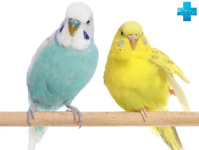 Как выбрать жердочку для попугая и какой она должна быть