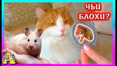 У Хомяка бывают БЛОХИ? / Чем лечим от Блох Кота? / Alisa Easy Pets - YouTube