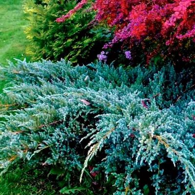 Можжевельник чешуйчатый Блю Карпет (Juniperus Blue Carpet 30см) голубой