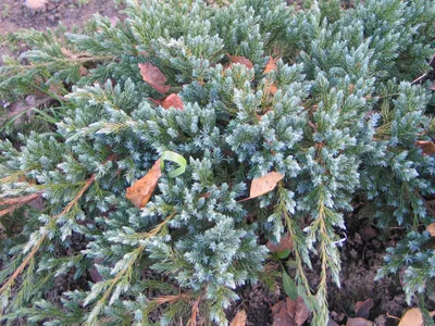 Можжевельник чешуйчатый Juniperus squamata Blue Carpet (Блю Карпет):  описание сорта, фото