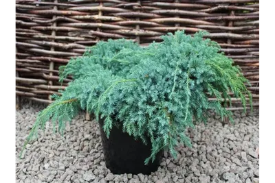 Можжевельник чешуйчатый Блю Карпет, Juniperus squamata `Blue Carpet.`20-25  C2L