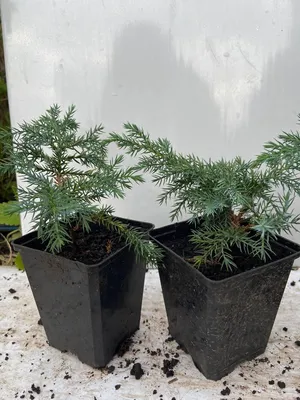 Можжевельник Блю Карпет (Juniperus squamata 'Blue Carpet') 12 см: продажа,  цена в Днепропетровской области. Саженцы декоративных деревьев и  кустарников от \"Интернет-магазин\" - 797197157