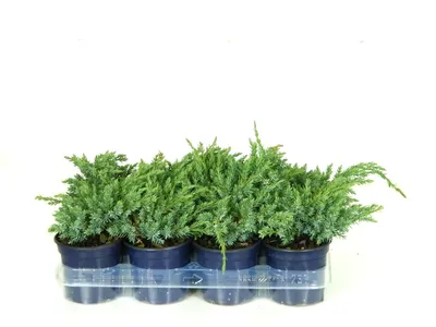 Саженцы Можжевельник (Juniperus) чешуйчатый Блю Карпет (KV) d11 h18-22 11шт  — купить в Новосибирске по низкой цене | «Гринвилль»