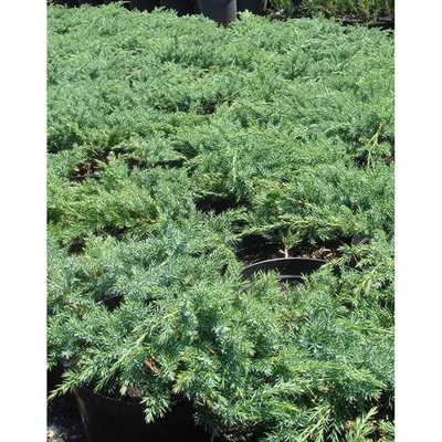 Купить Можжевельник чешуйчатый Блю карпет, Juniperus squamata Blue Carpet,  цена 45 ₴ — Prom.ua (ID#1611840646)