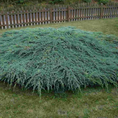 Саженцы хвойных растений: Можжевельник Блю Карпет Blu Carpet