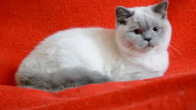 Купить шотландского котенка: котята для Вас! Шотландские котята окраса блю- поинт. - YouTube