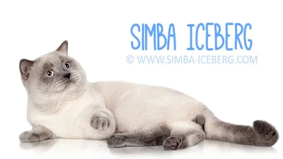 Scottish Straight Blue Point Simba Iceberg | Cat at International Cat Show  (WCF) - YouTube