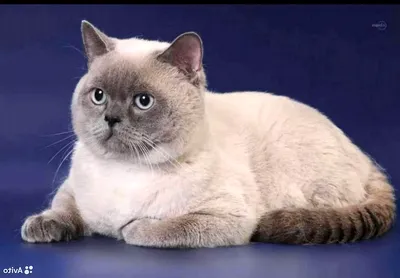 Шотландская кошка прямоухая окрасы (56 лучших фото)