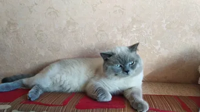 Вязка.Опытный шотландский кот окраса блю- поинт: 800 грн. - Вязка Запорожье  на Olx