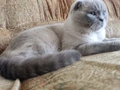 Шотландский кот в окрасе Блю поинт: 100 грн. - Кошки Покровск на Olx