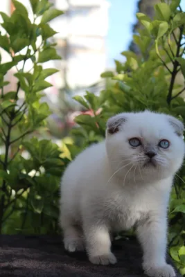 Шотландская кошка Блю Пойнт - 58 фото: смотреть онлайн