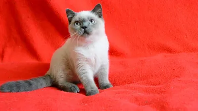 Купить шотландского котенка. Котята для Вас: шотландские котята блю-поинт  окраса. - YouTube