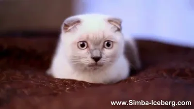 Скоттиш-фолд блю поинт кот Camelot of Simba Iceberg (SFS a 33) - YouTube