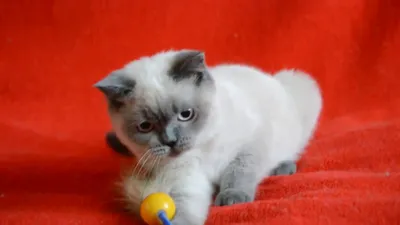 Купить шотландского котенка: котята для Вас! Шотландский прямоухий котенок  окраса блю-поинт. - YouTube