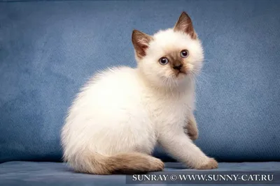 Колор-пойнт (гималайский) окрас британской кошки - SunRay