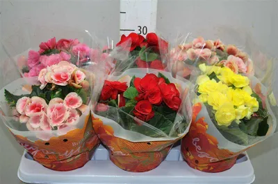 Бегония клубневая (Begonia x tuberhybrida Voss) | Клумба - интернет магазин  цветов в Туле