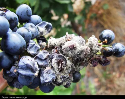 Болезни винограда | описание, фотографии и способы лечения. - Стим Агро