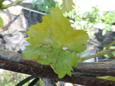 Блог про виноград Киушкина Николая: Вегетация винограда в мае 2011 года