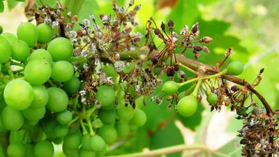 ГлавАгроном - Виноград — от правильной защиты урожая к хорошему вину!