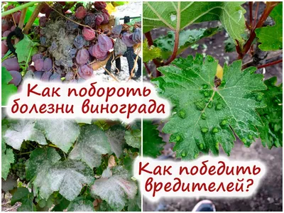 Чем болеет виноград, как это лечить, как защититься от вредителей?