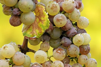 Болезни винограда и как с ними бороться | Стайлер